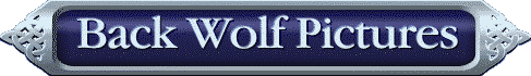 Back Wolf Pictures